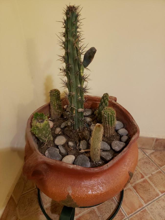 Casa Cactus Cafayate Hotell Eksteriør bilde